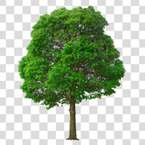 Árvore Png