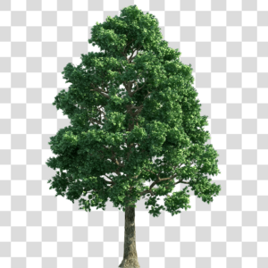 Árvore grande Png