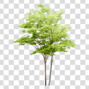 Árvore pequena Png