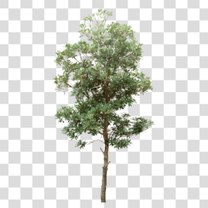 Árvore verde Png