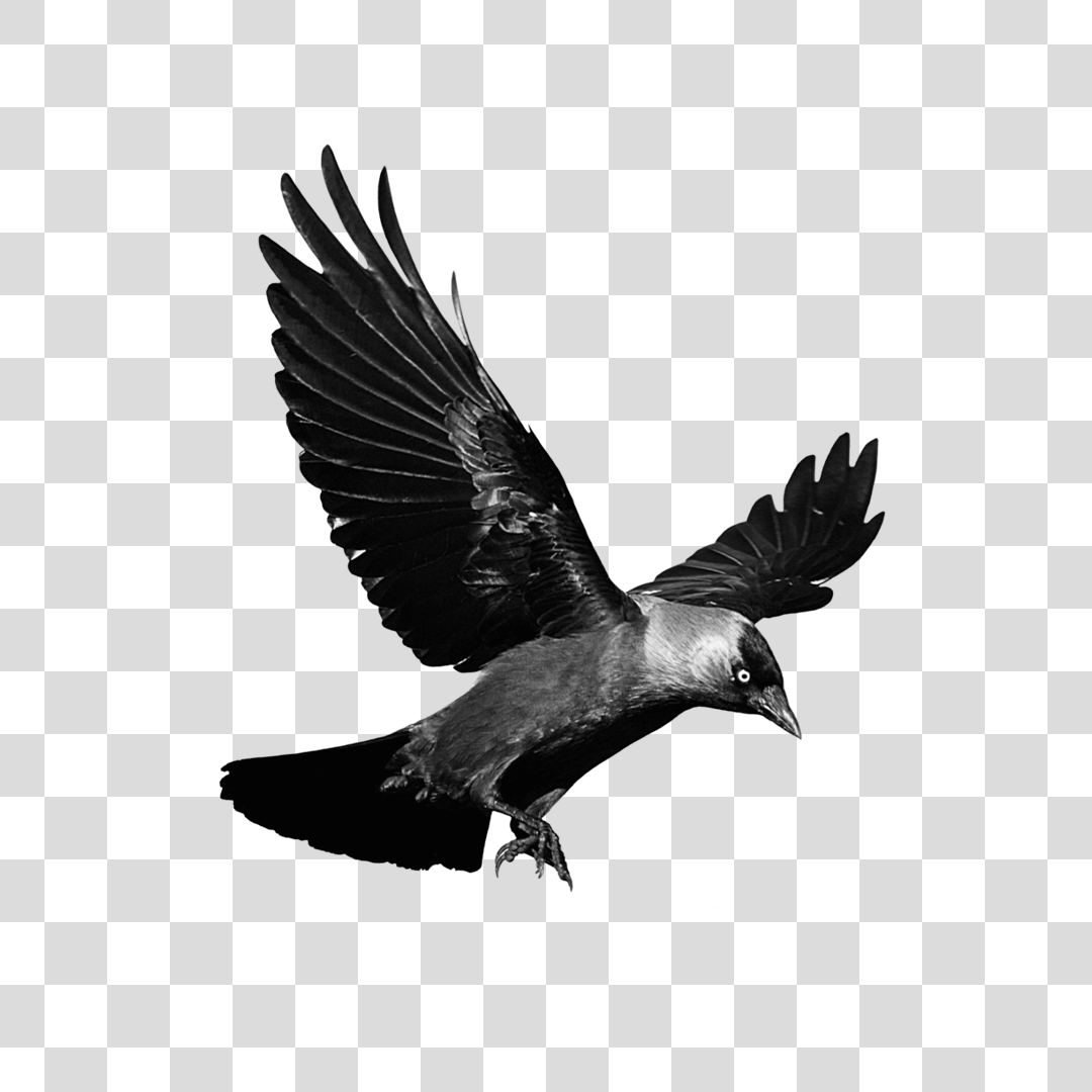 Corvo voando Png Baixar imagem em PNG