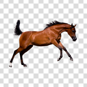 Cavalo pulando Png