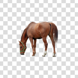 Cavalo Png