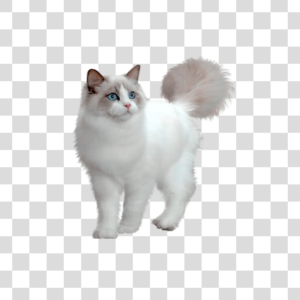 Gato Png