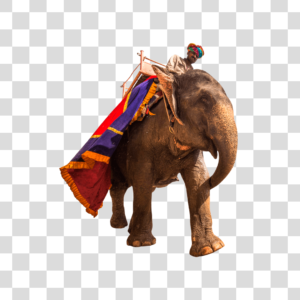 Elefante indiano Png