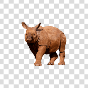Rinoceronte filhote Png