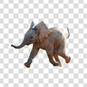 Elefante andando Png